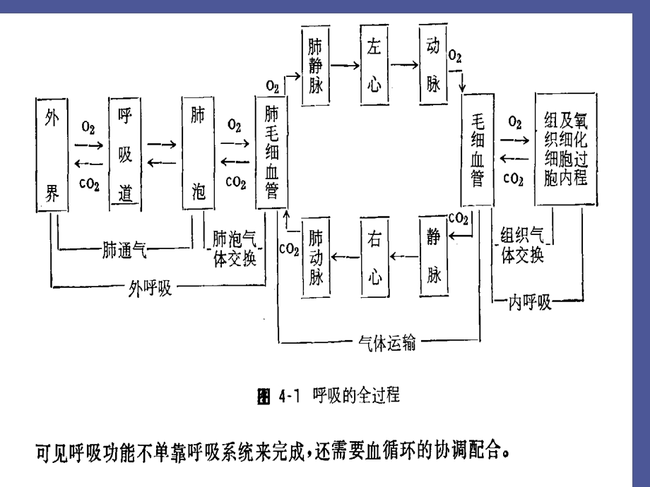 中职护理专业生理学呼吸.ppt_第3页