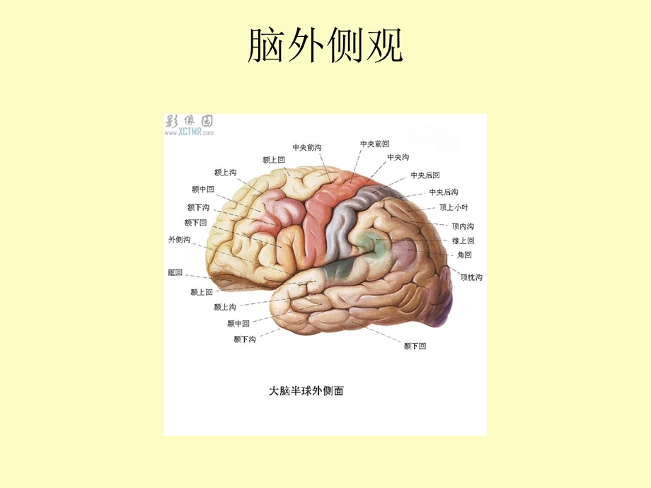 中枢神经系统解剖与功能.ppt_第3页