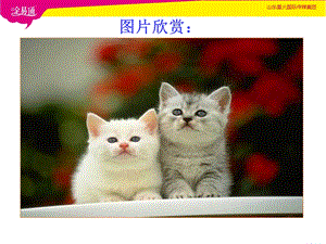 优秀郑振铎《猫》ppt.ppt