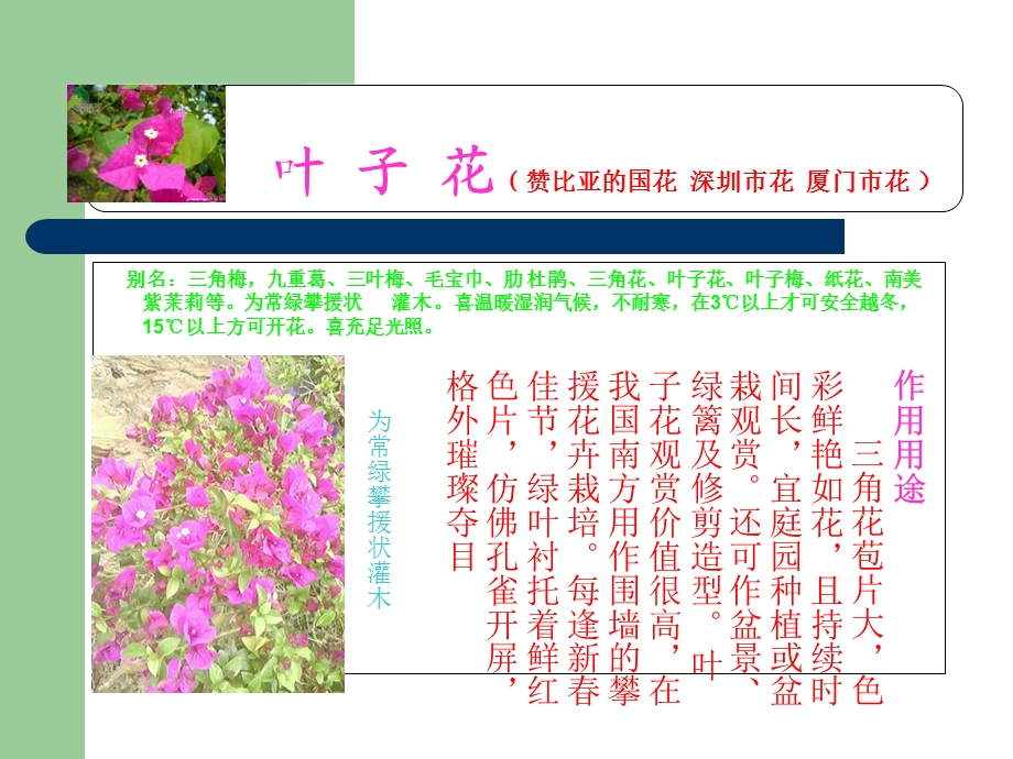 云南常见花卉植物.ppt_第3页