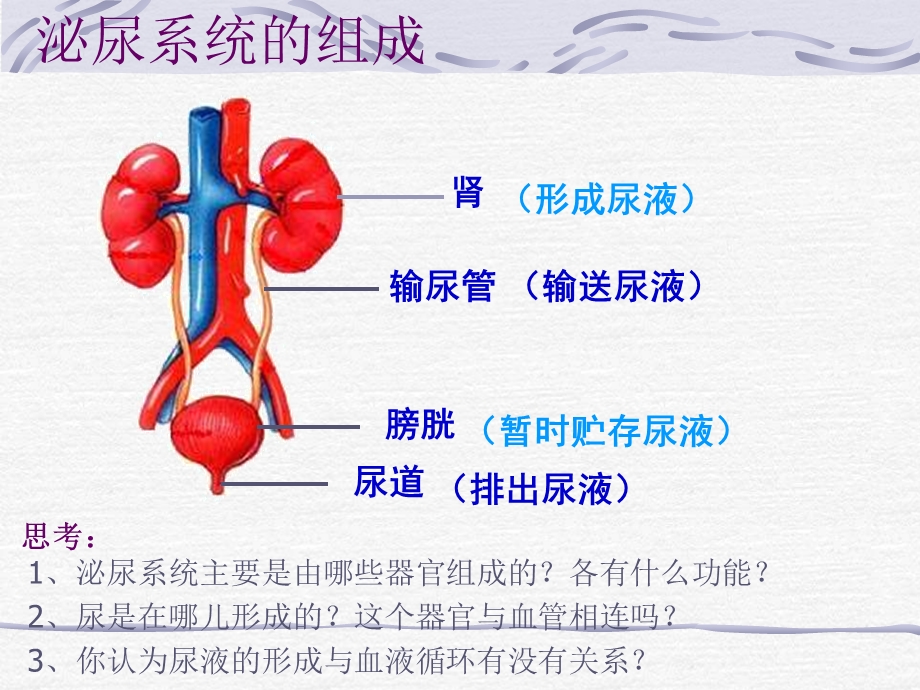 人体内的废物的排出教学.ppt_第3页