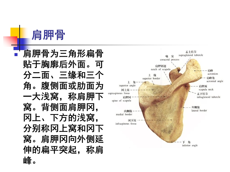 人体科学与艺术第二章第一节.ppt_第3页