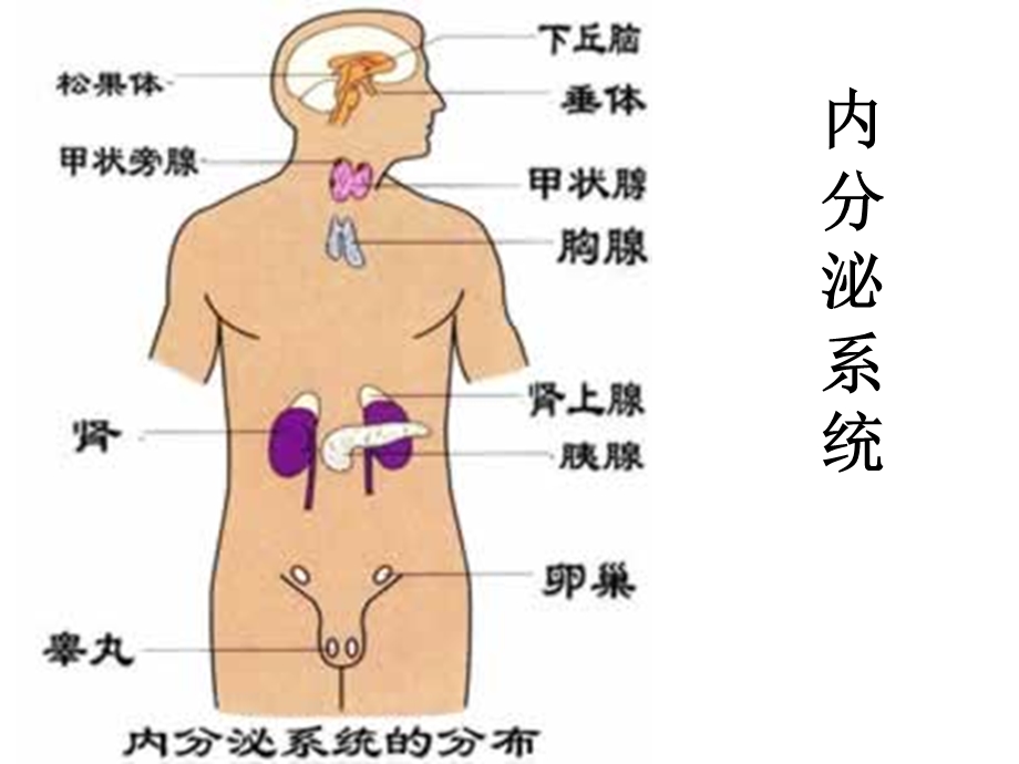 人体解剖学内分泌系统.ppt_第1页