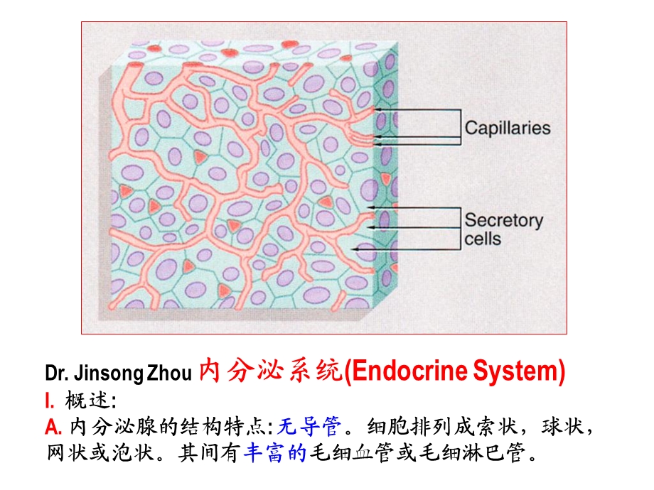 人体解剖学内分泌系统.ppt_第2页