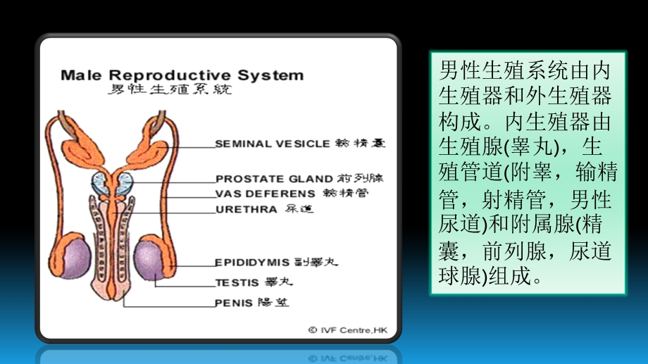 人的生殖系统概况.ppt_第3页