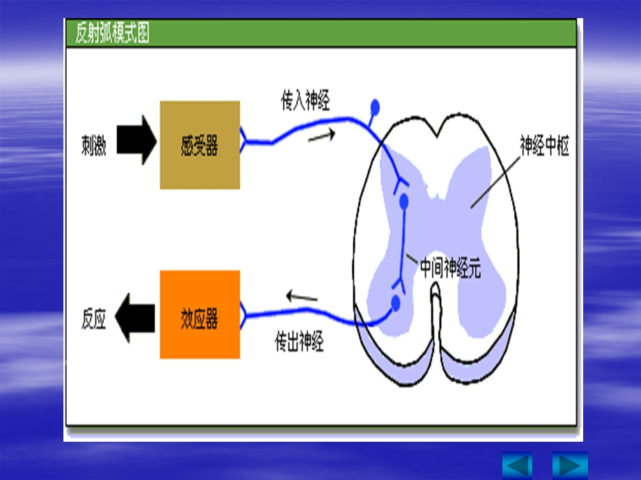 人和高等动物的神经调二兴奋的传导.ppt_第3页