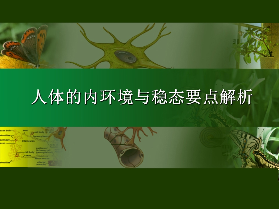 人体的内环境与稳态要点解析.ppt_第1页