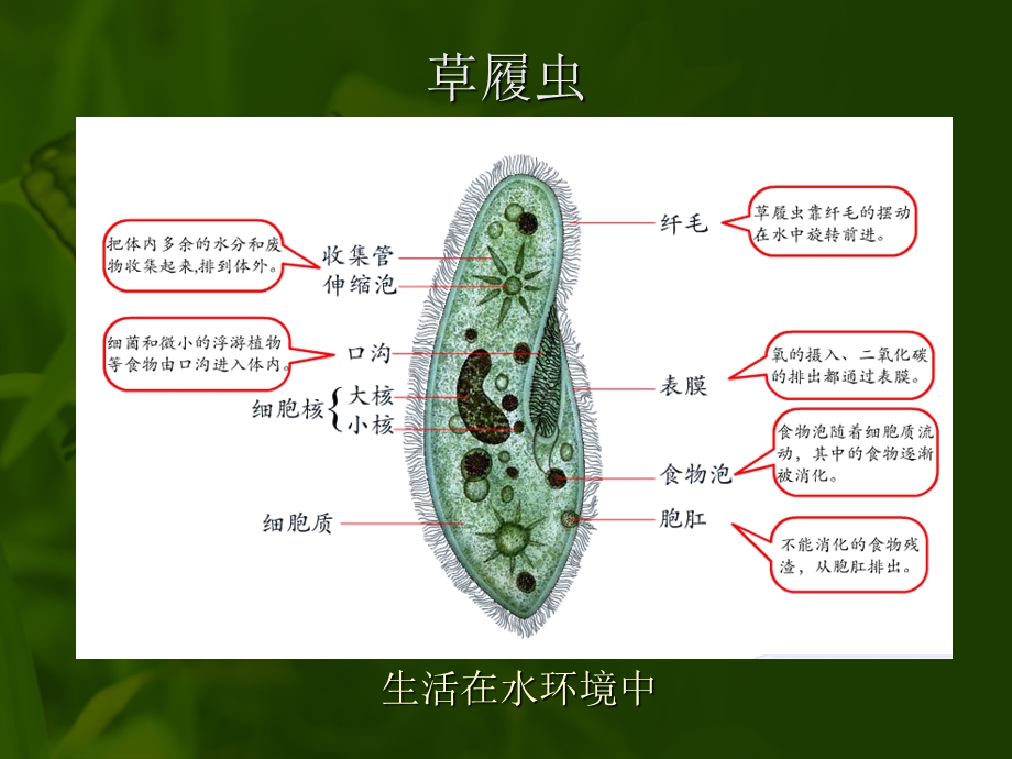 人体的内环境与稳态要点解析.ppt_第3页