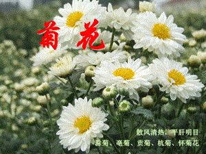 中药菊花的鉴定.ppt