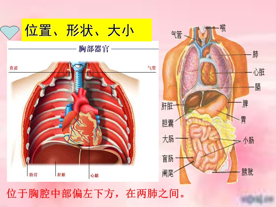 人教七年级下册第四章第三节输送血液的泵-心脏.ppt_第2页