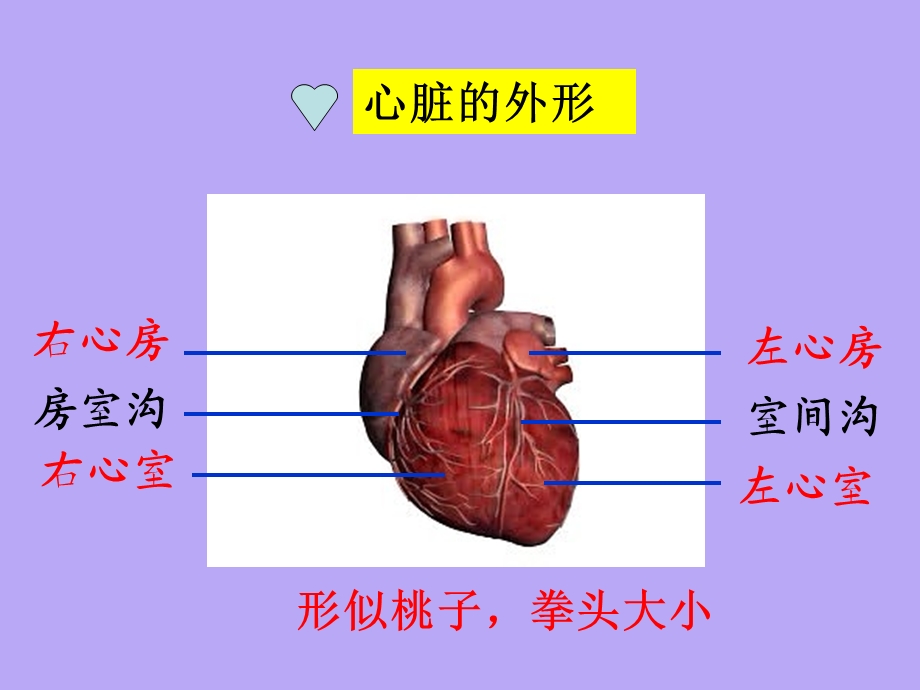 人教七年级下册第四章第三节输送血液的泵-心脏.ppt_第3页