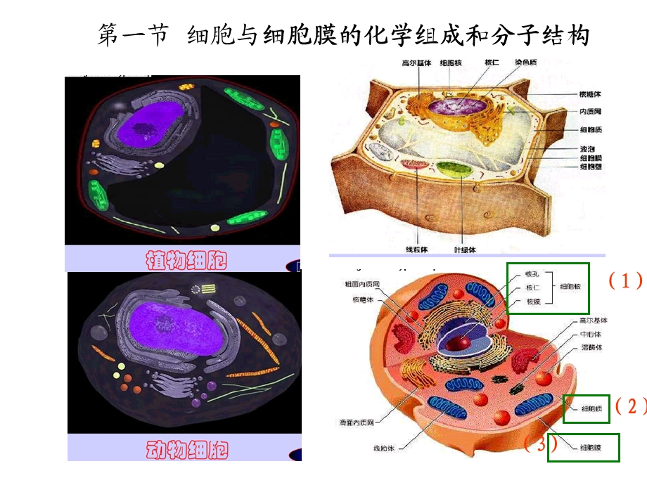 人体解剖课件-第二章人体的基本组织第一节细胞.ppt_第2页