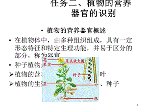 任务植物的营养器官的识别.ppt