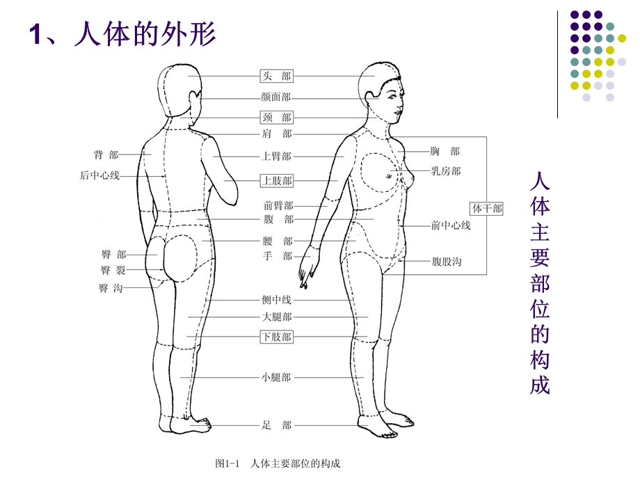 人体结构与外形.ppt_第3页