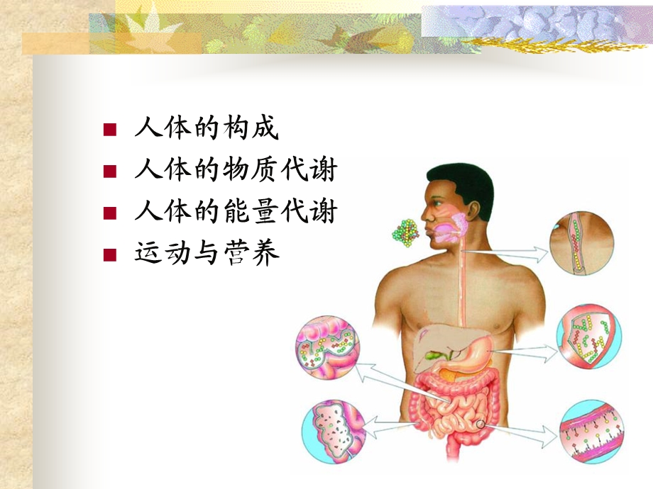 人体的构成与代谢.ppt_第2页