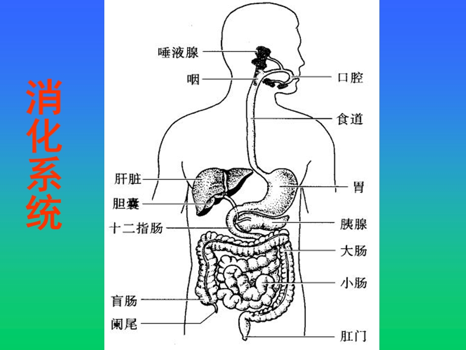 人体消化、循环、呼吸、泌尿系统.ppt_第1页