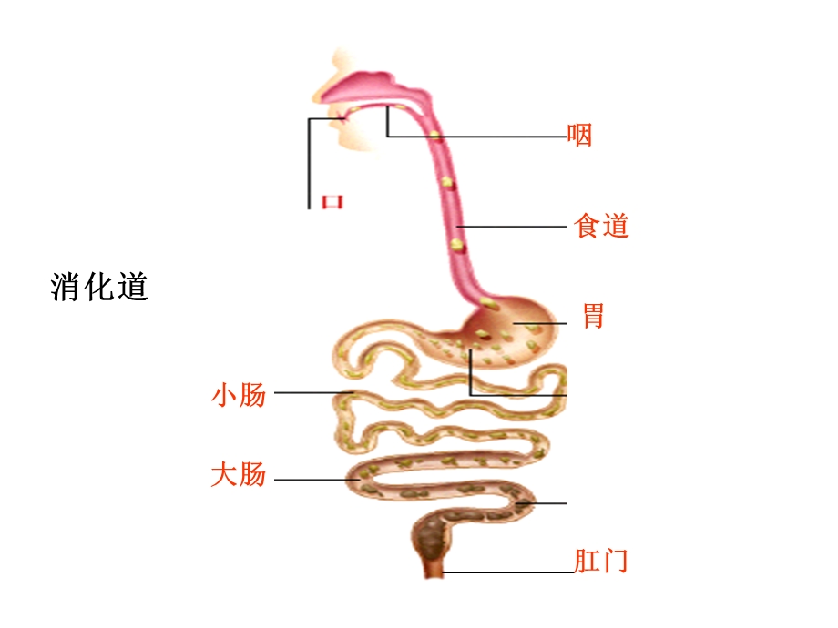 人体消化、循环、呼吸、泌尿系统.ppt_第2页