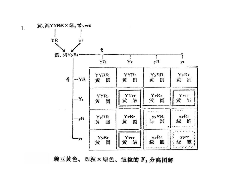 孟德尔遗传习题.ppt_第3页