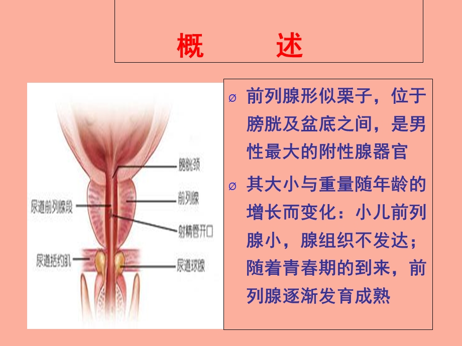 前列腺疾病的临床用药.ppt_第2页