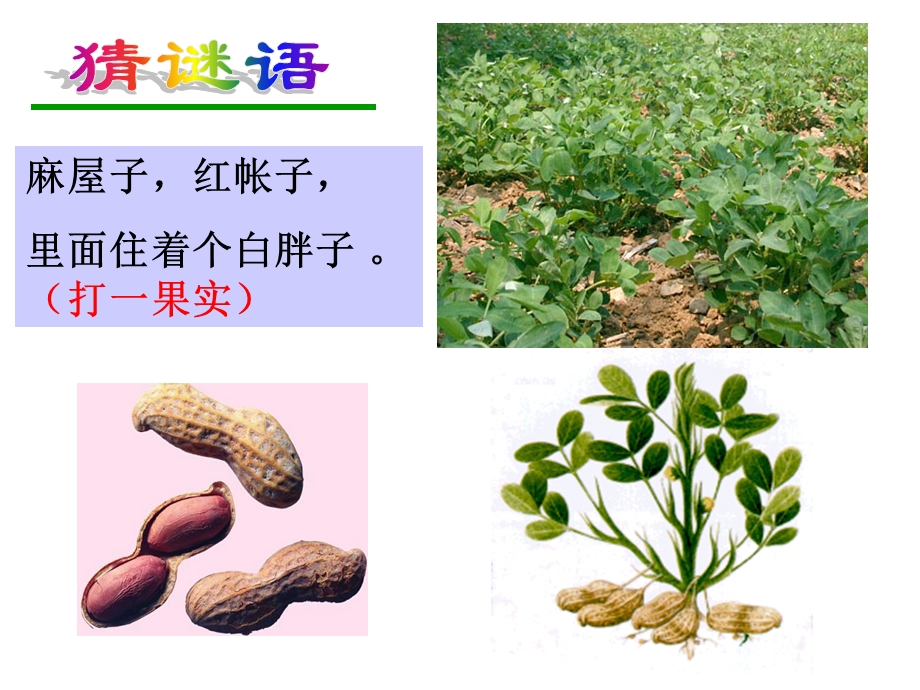 被子植物的有性生殖1.ppt_第2页