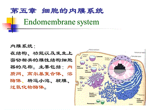 内膜系统-2013-2014上-1恢复.ppt