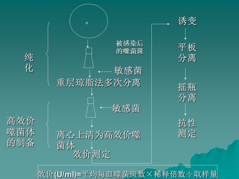 第六节代谢调节.ppt_第2页