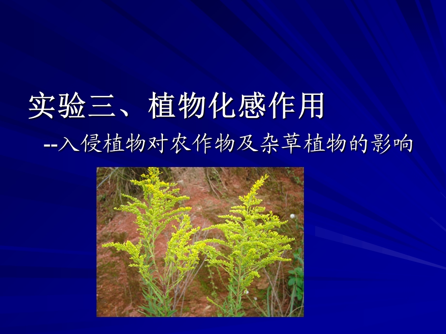 实验植物化感作用.ppt_第1页