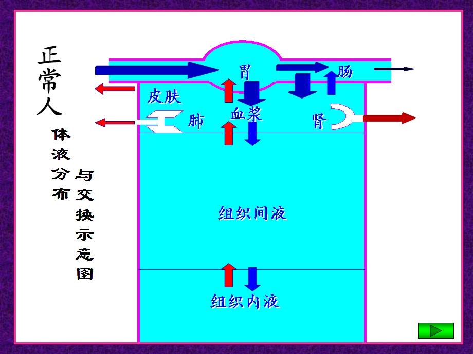 外科病人的体液失衡(一).ppt_第2页