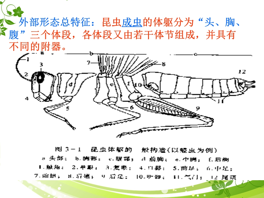 昆虫的外部形态(头部).ppt_第2页