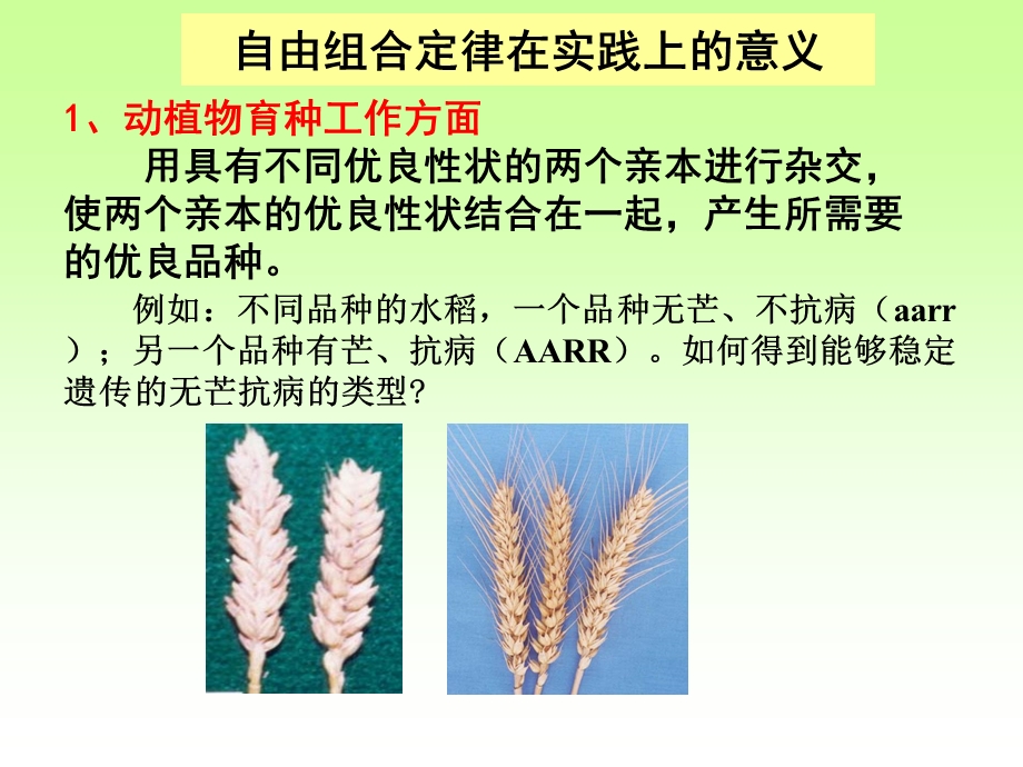 孟德尔的豌豆杂交实验(IV).ppt_第3页