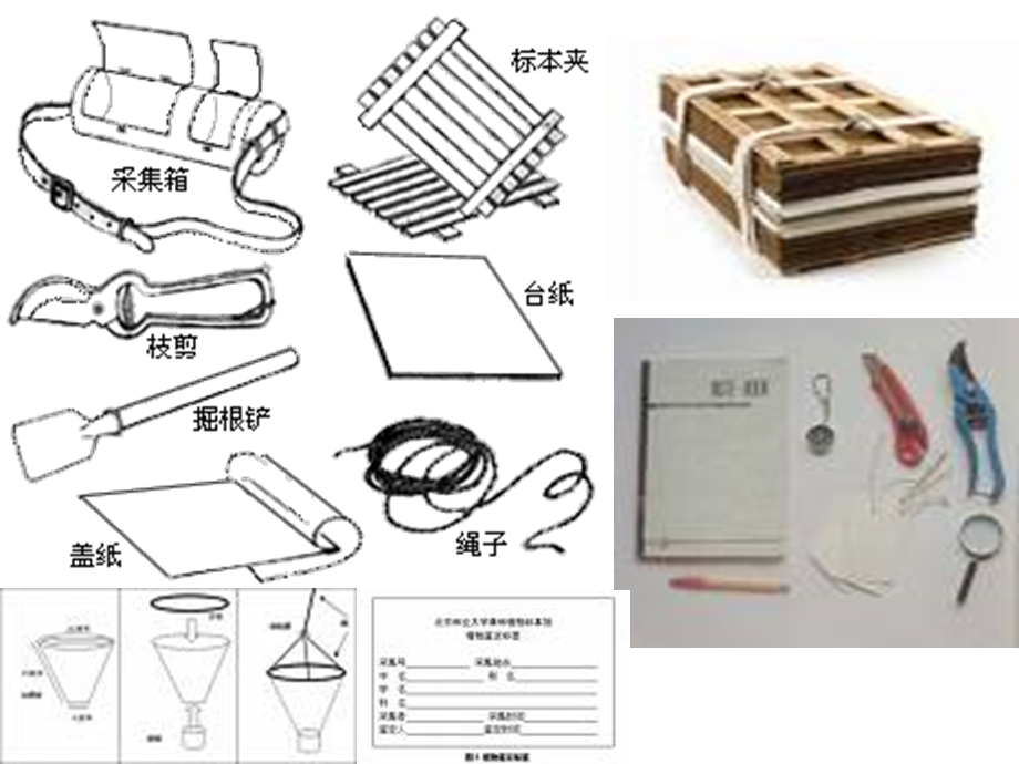 植物标本采集与腊叶标本制作.ppt_第3页