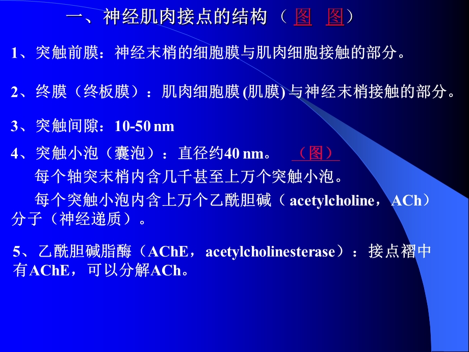 兴奋在神经肌肉之间的传递.ppt_第2页