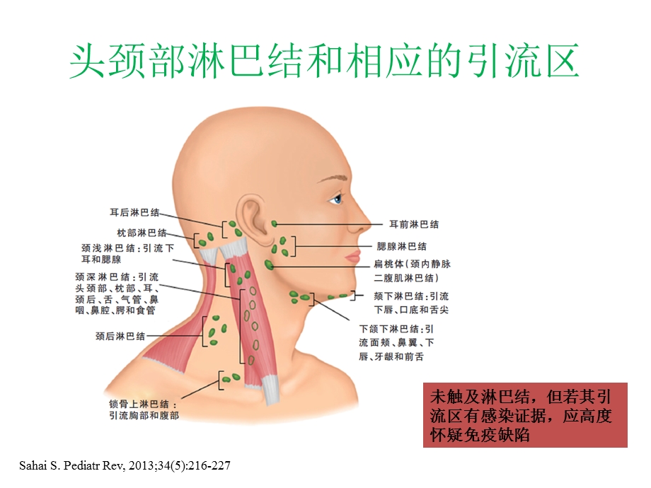 小儿颈部淋巴结.ppt_第3页