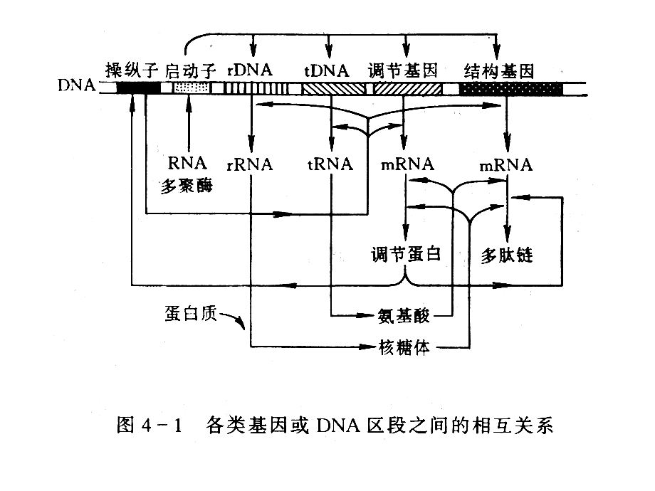 基因工程的操作步骤.ppt_第3页