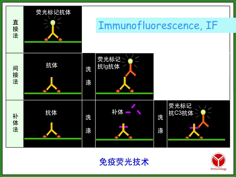 医学免疫学实验课件.ppt_第3页