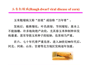 玉米粗缩病Roughdwarfviraldiseaseofcorn.ppt