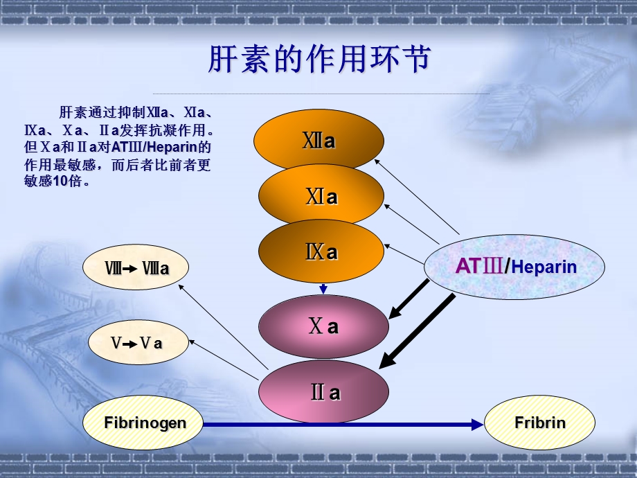 普通肝素和低分子量肝素.ppt_第3页