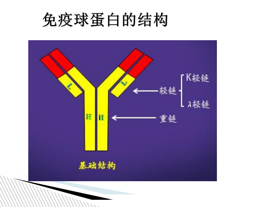 免疫球蛋白的检测与临床应用.ppt_第3页