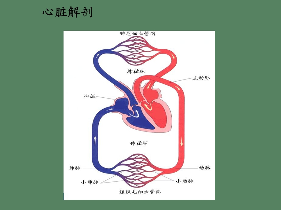 先天性心脏病的外科治疗.ppt_第3页