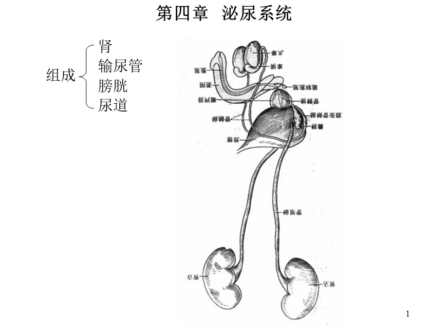 四章泌尿系统.ppt_第1页