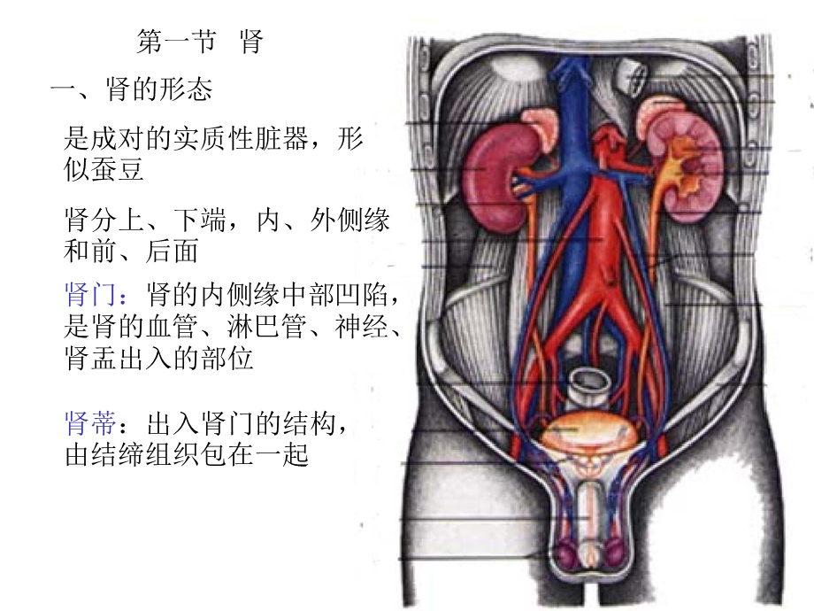 四章泌尿系统.ppt_第2页