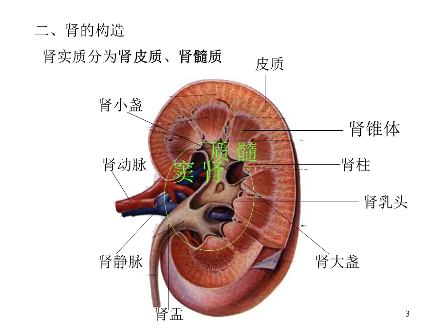 四章泌尿系统.ppt_第3页