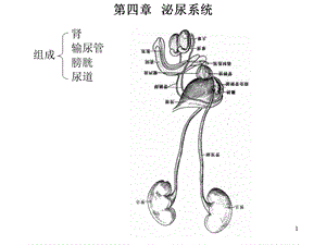 四章泌尿系统.ppt