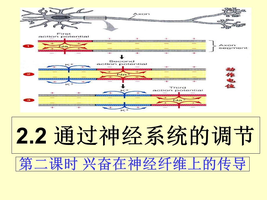 兴奋在神经纤维上的传导含动画.ppt_第1页