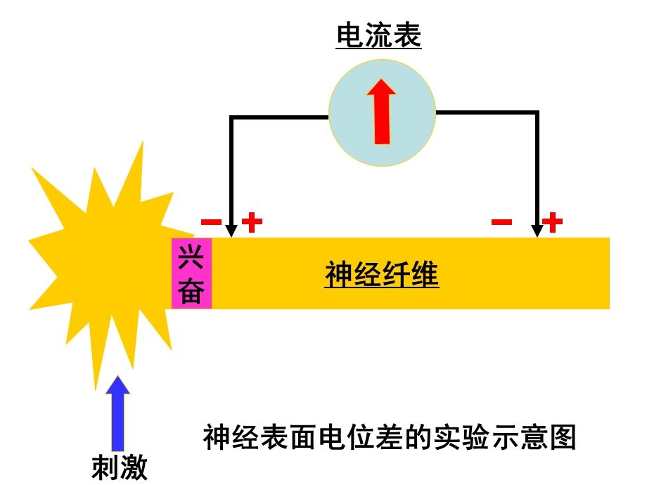 兴奋在神经纤维上的传导含动画.ppt_第3页