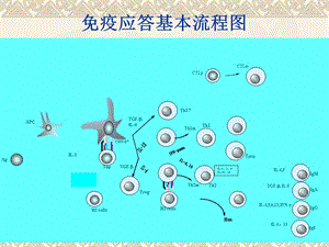 免疫应答基本流程.ppt