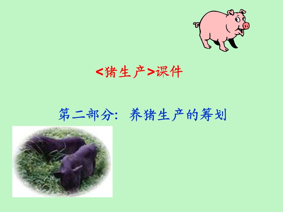 养猪生产的筹划.ppt_第1页