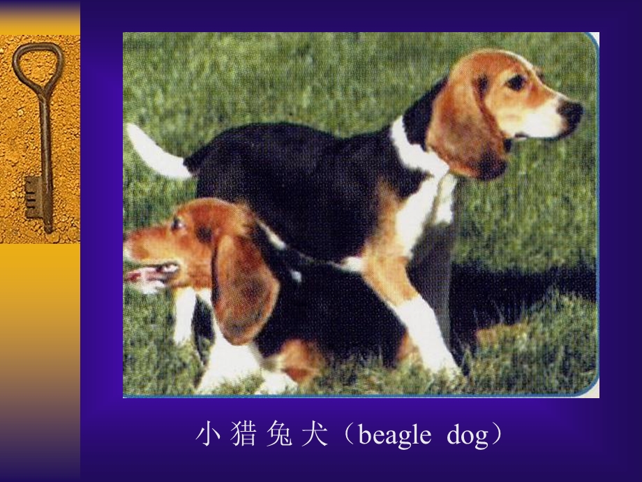 实验动物学犬猴.ppt_第2页