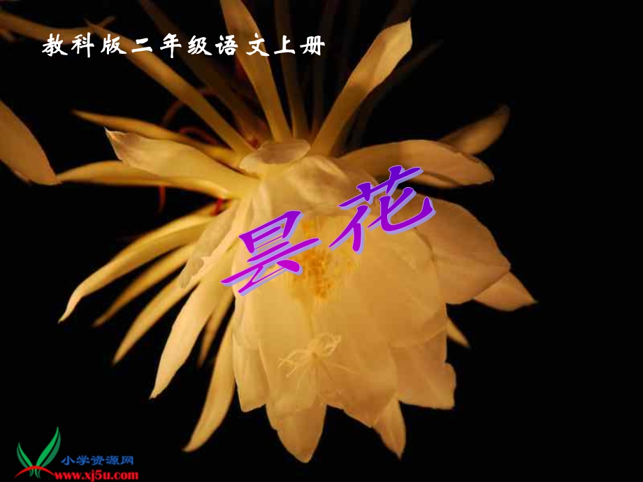 教科版语文《昙花》.ppt_第2页