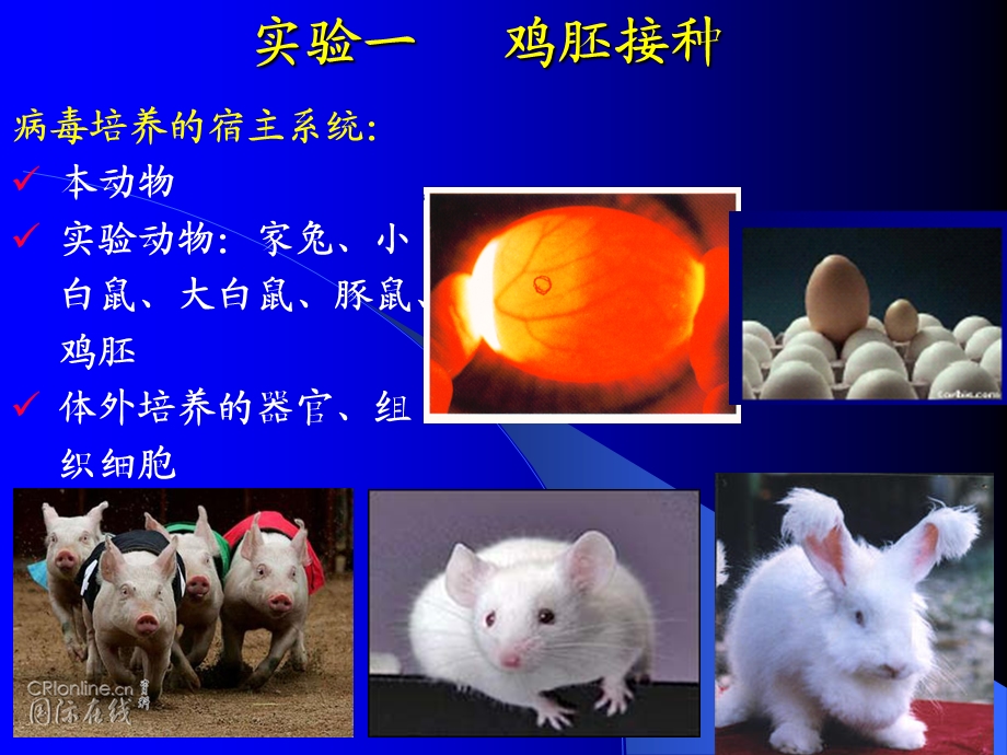 实验一鸡胚接种.ppt_第1页